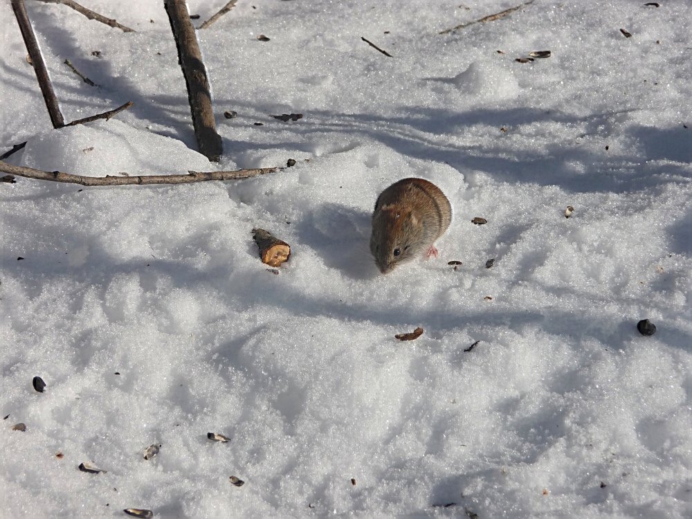 Фотография автора Клавдия Васильева
