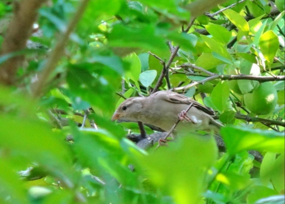 Photograph by Sayali Dani