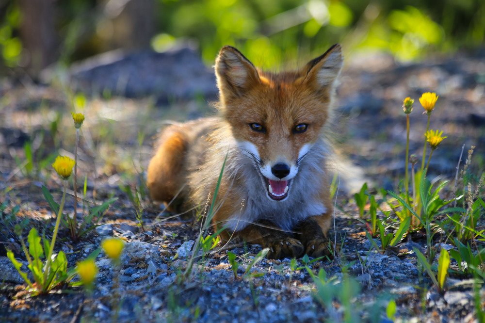 Фотография автора Юлия Егорова