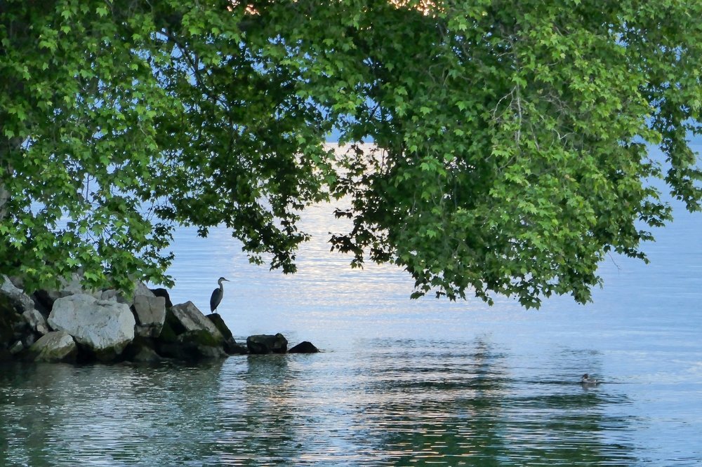 young heron in the shade of foliage
