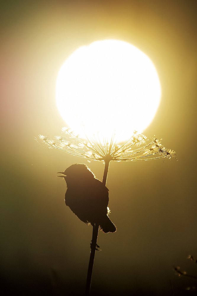 Photograph by Владимир Письмак