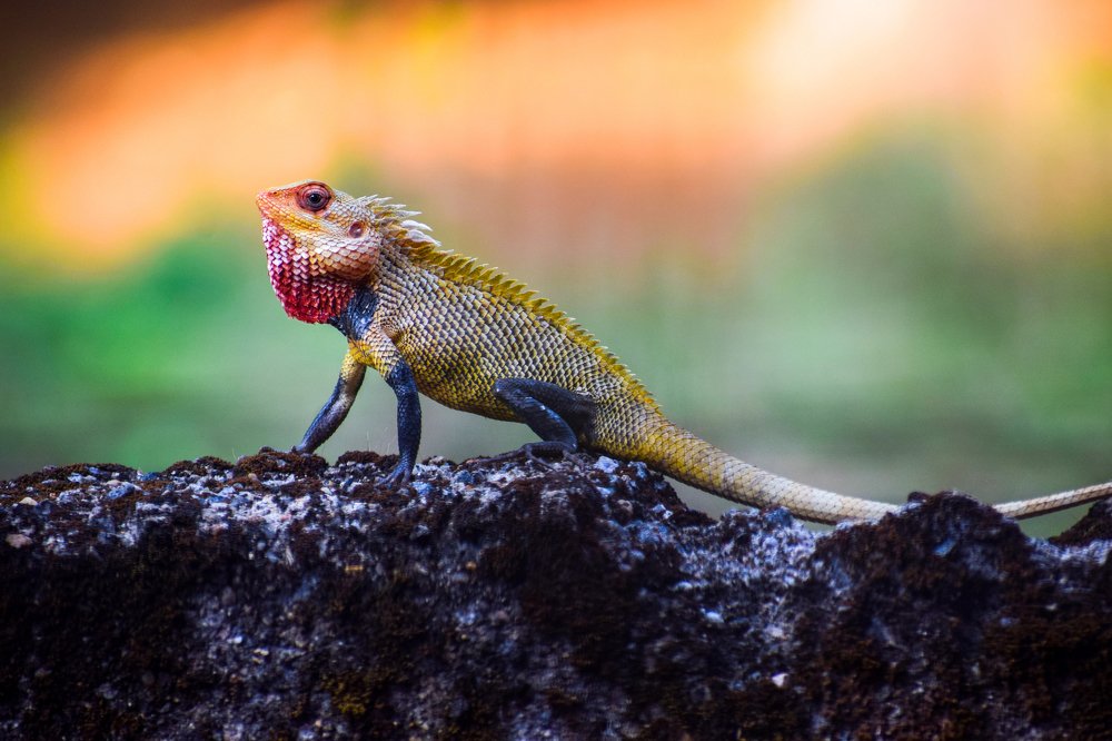 Photograph by SIBIN PINHEIRO