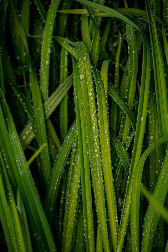 Photograph by Александр Кочергин