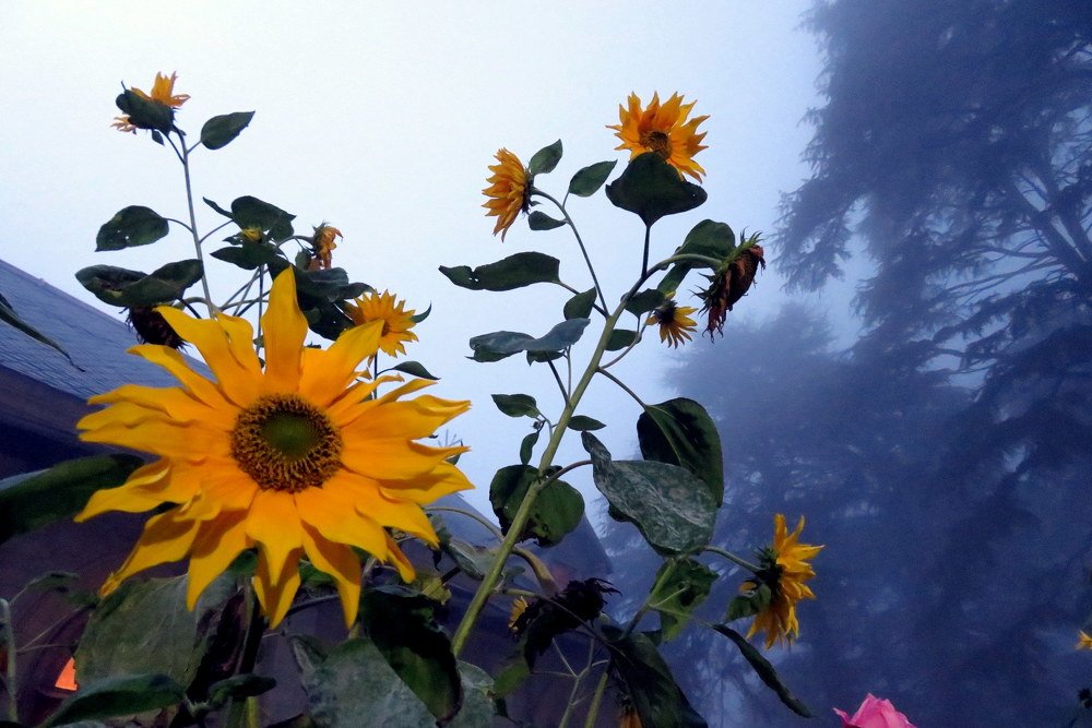 Photograph by Susmita Paul