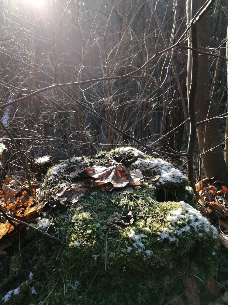 Утро в лесу