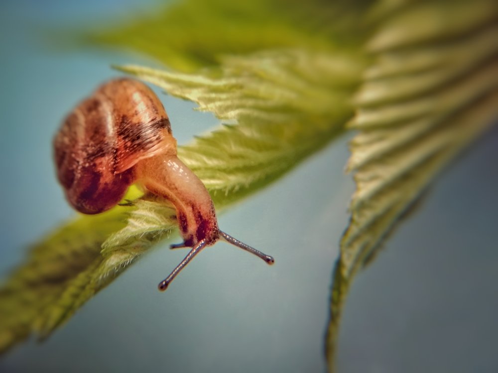 Любопытная улитка (Curious snail)