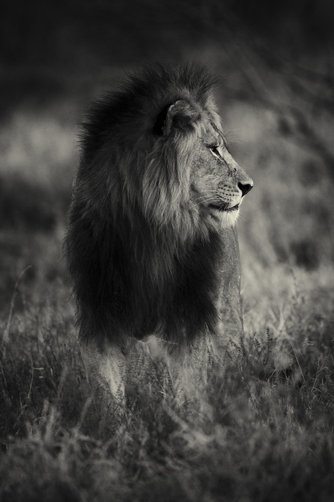 Male Lion