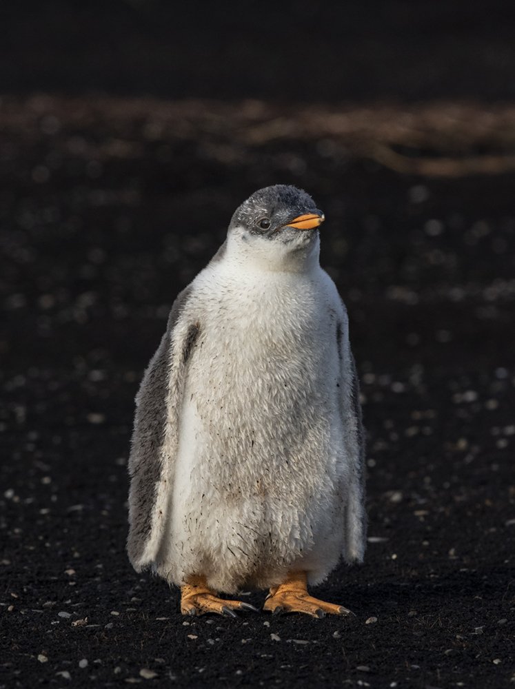 Gentoo Penguin Chick