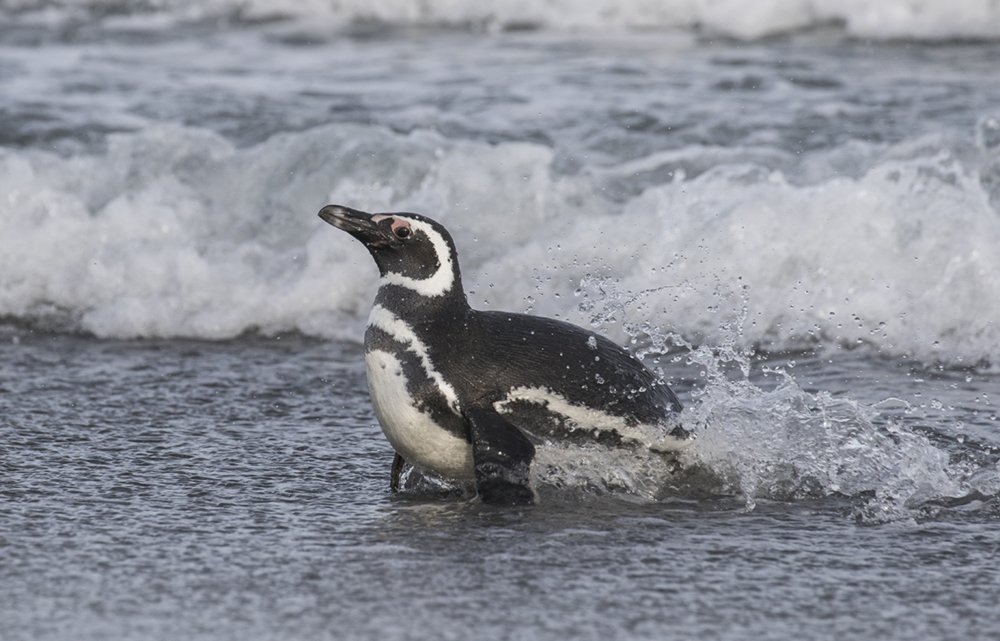 Falkland Island Penguins