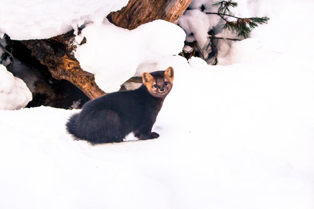 Photograph by Елена Сизых