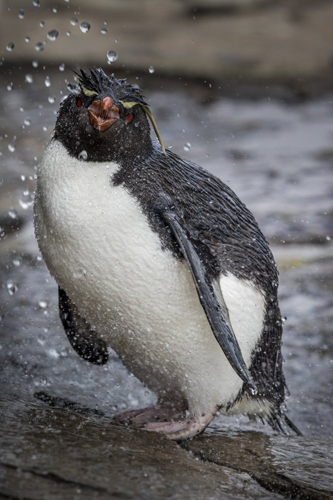 Showering Rockhopper Penguin