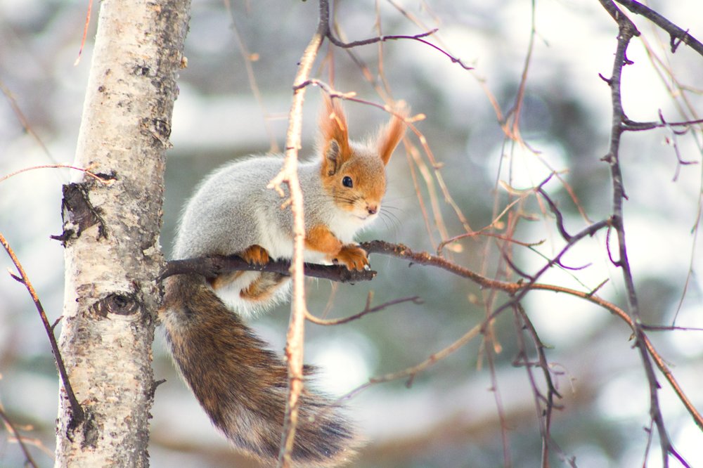 Photograph by Елена Сизых