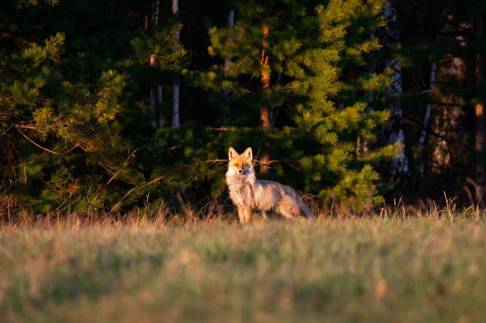 Photograph by Алексей Егорычев