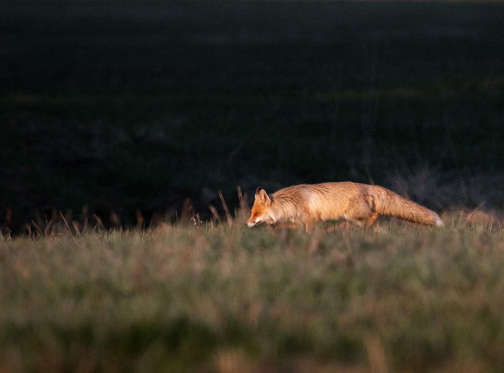 Photograph by Алексей Егорычев