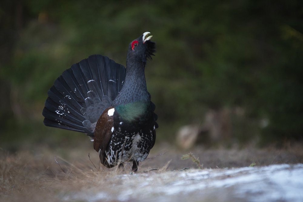 Романтик с большой дороги
