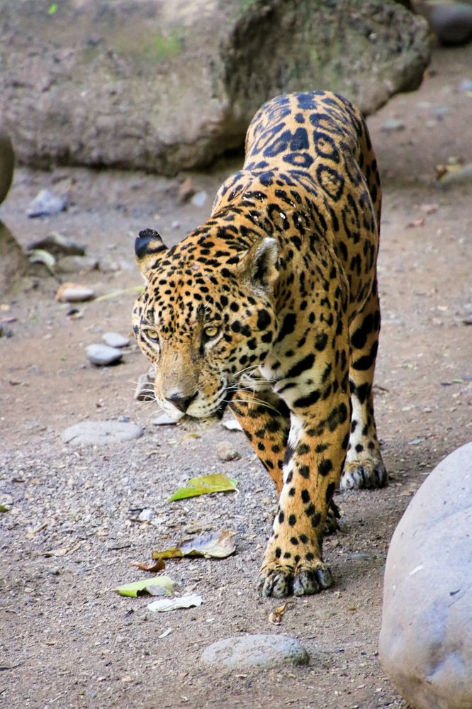 Фотография автора Juan Carlos Castillo