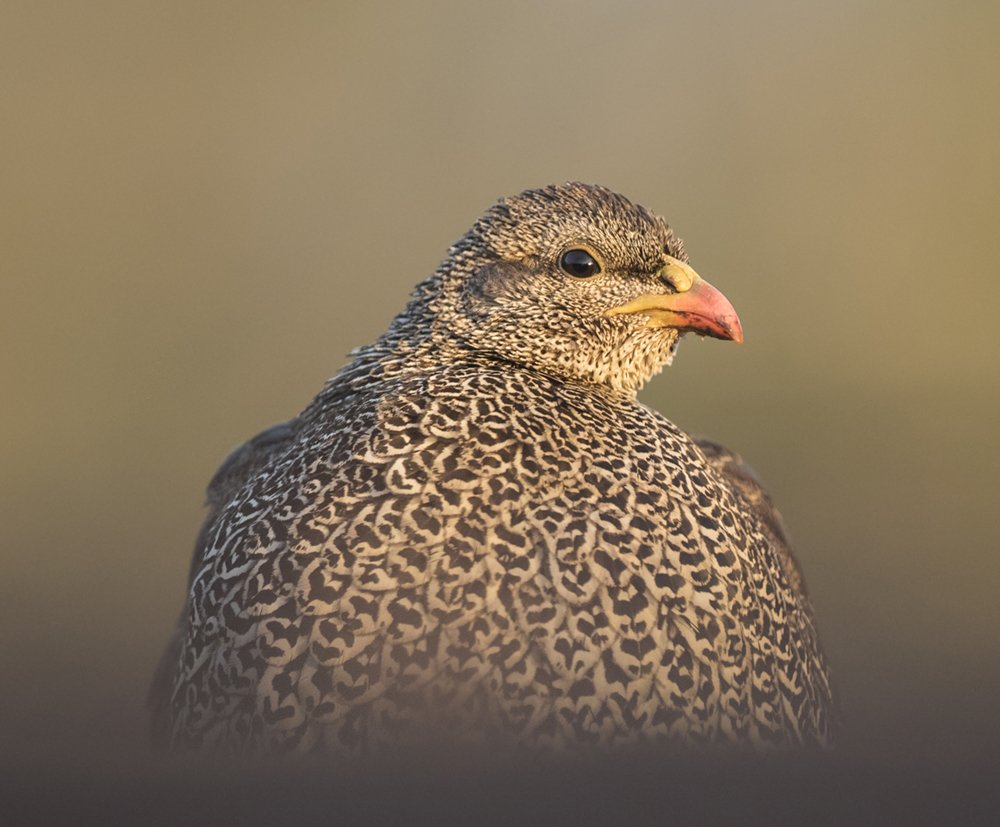 Natal Spurfowl