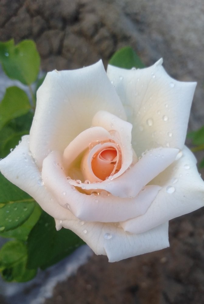 жизнь вопреки вирусу\ life in spite of the virus