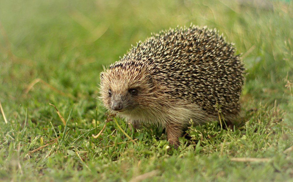 Photograph by Риф