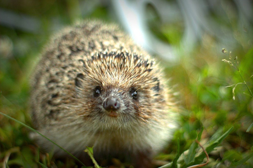 Photograph by Риф