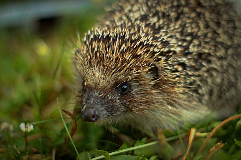 Photograph by Риф