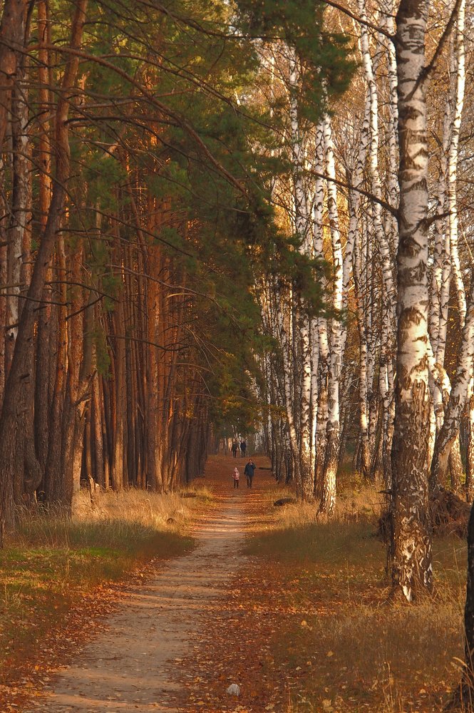 Дорога в осень