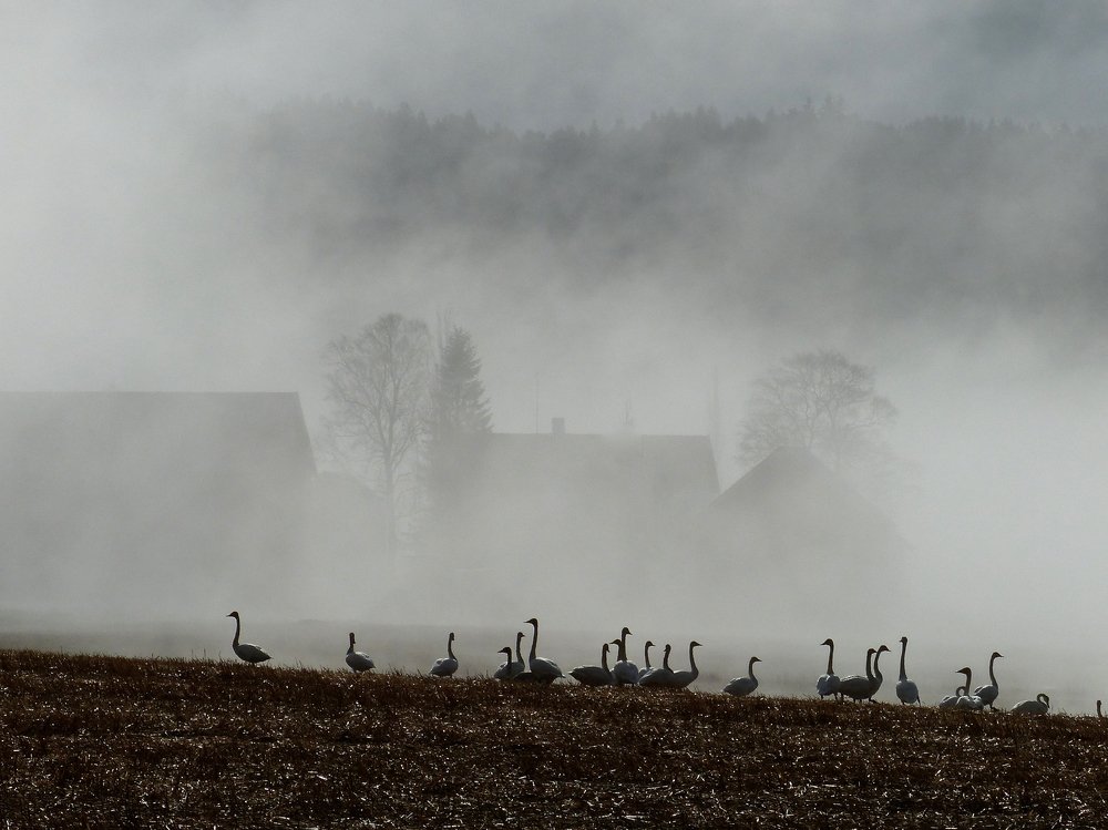 Swans in fog
