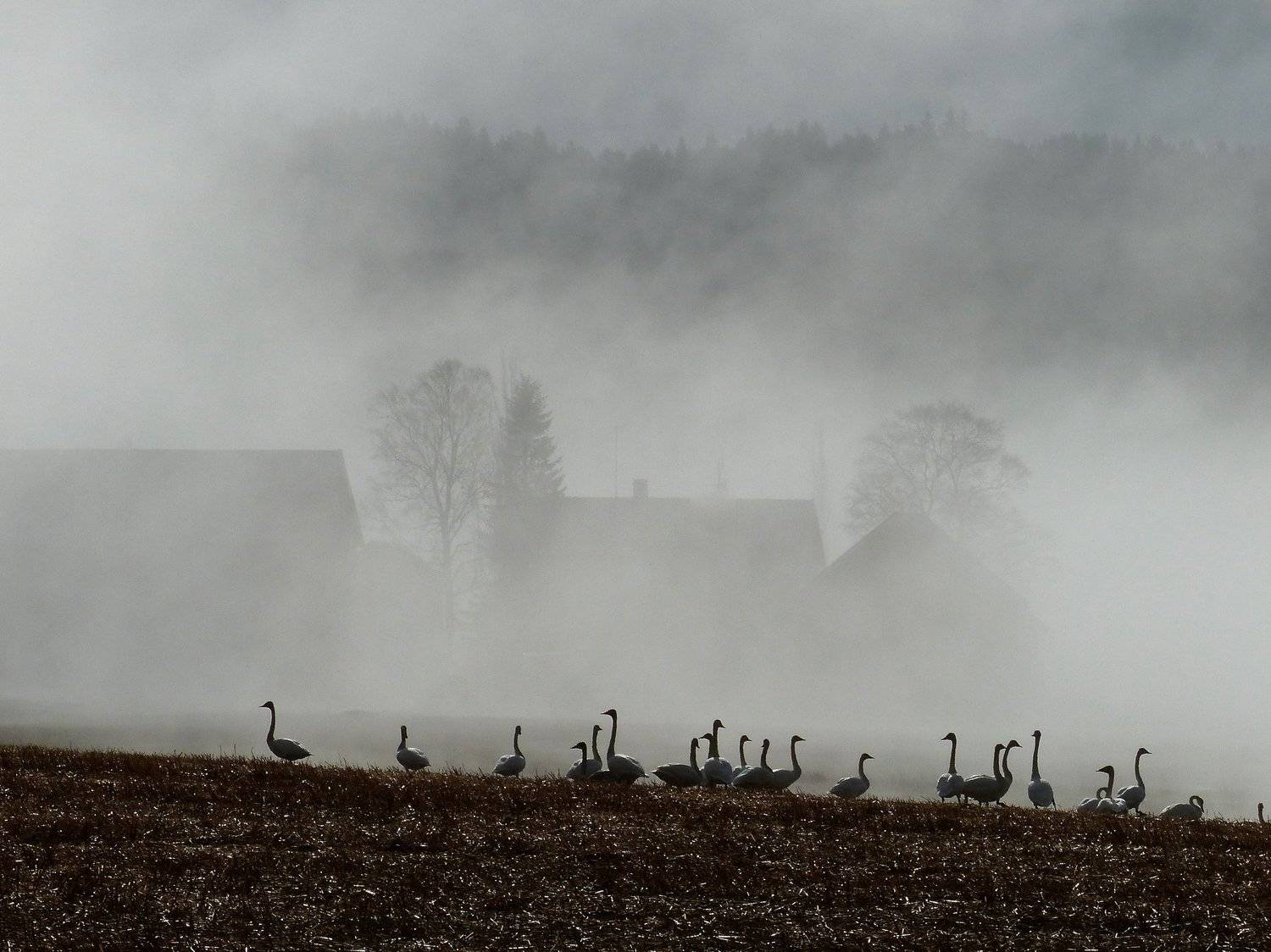 Swans in fog