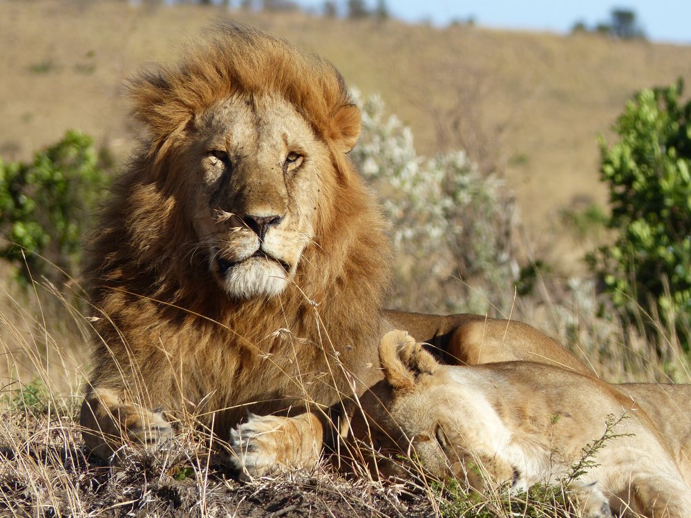 Lions in Masai Mara