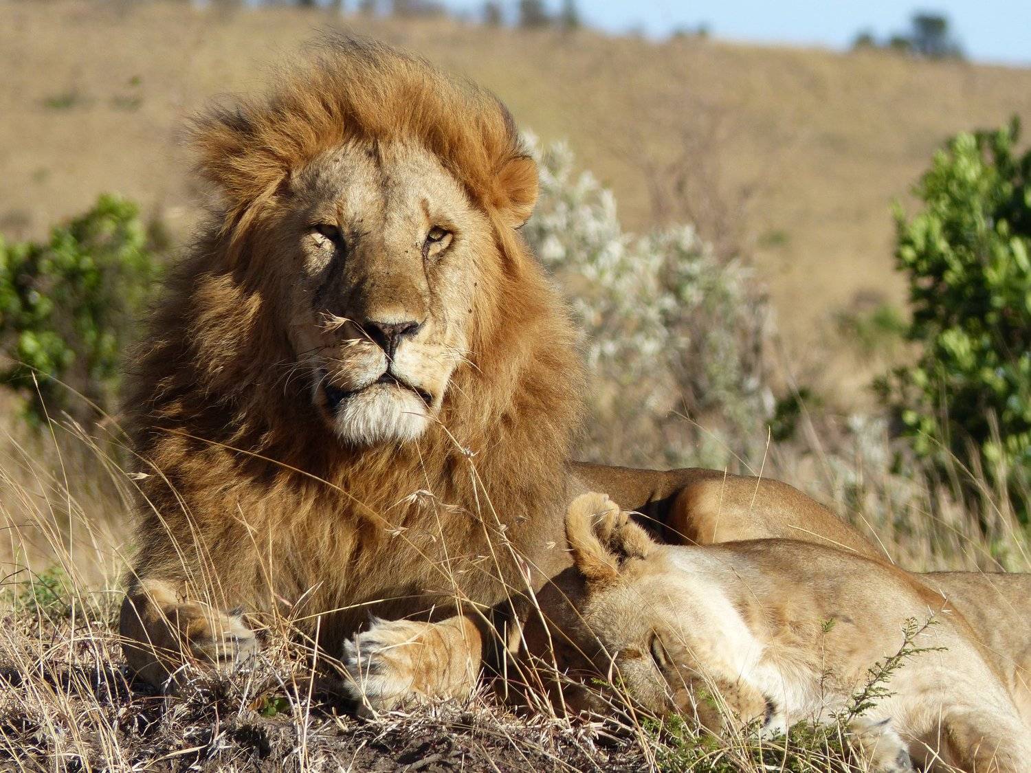 Lions in Masai Mara