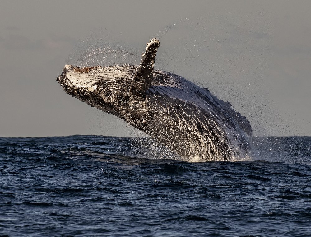 Acrobatic Whale