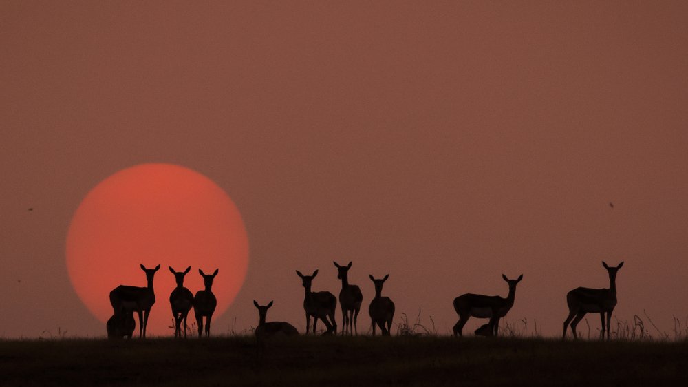 A perfect touch down in silhouette