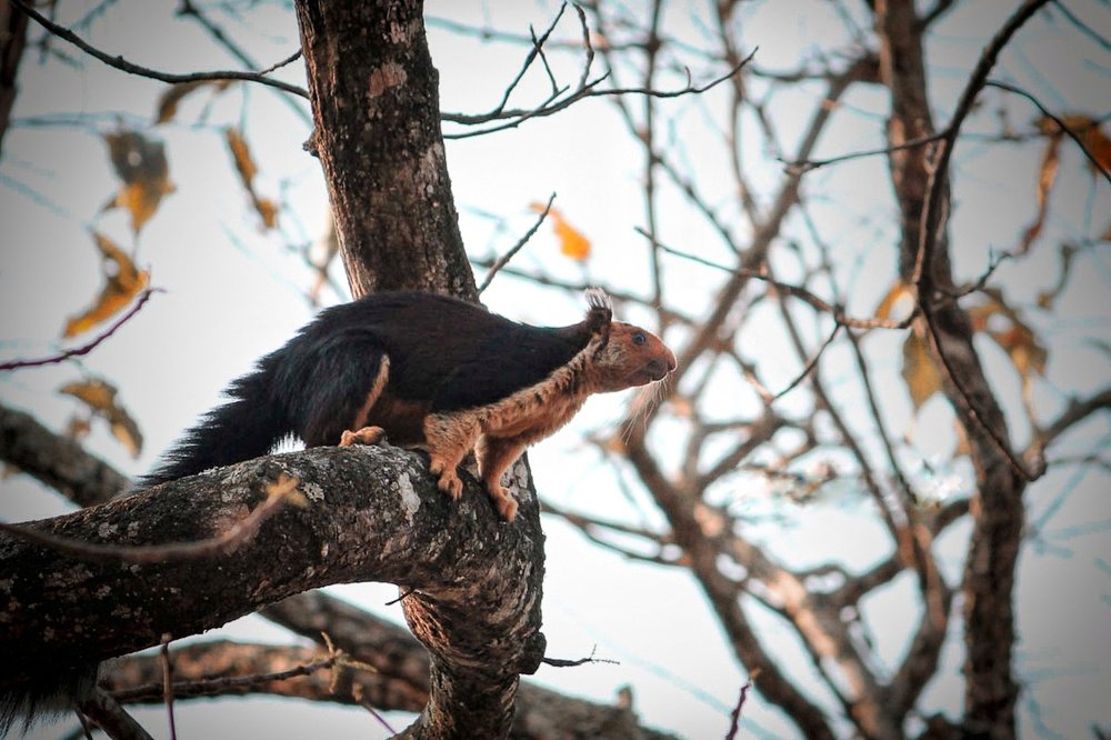 Photograph by Pranav CS