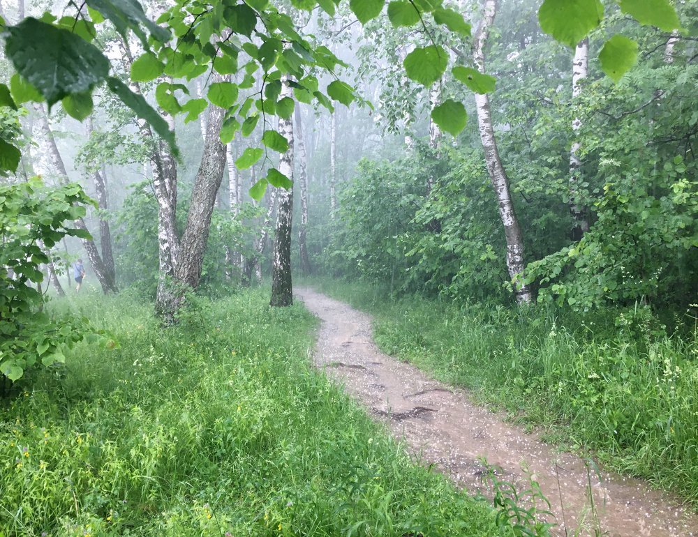 летний дождь