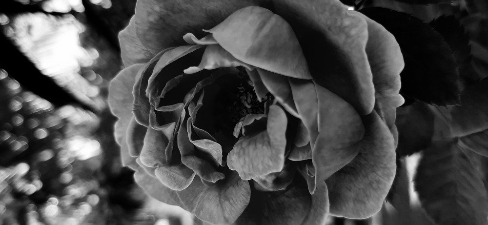 Фотография автора Hepzibah