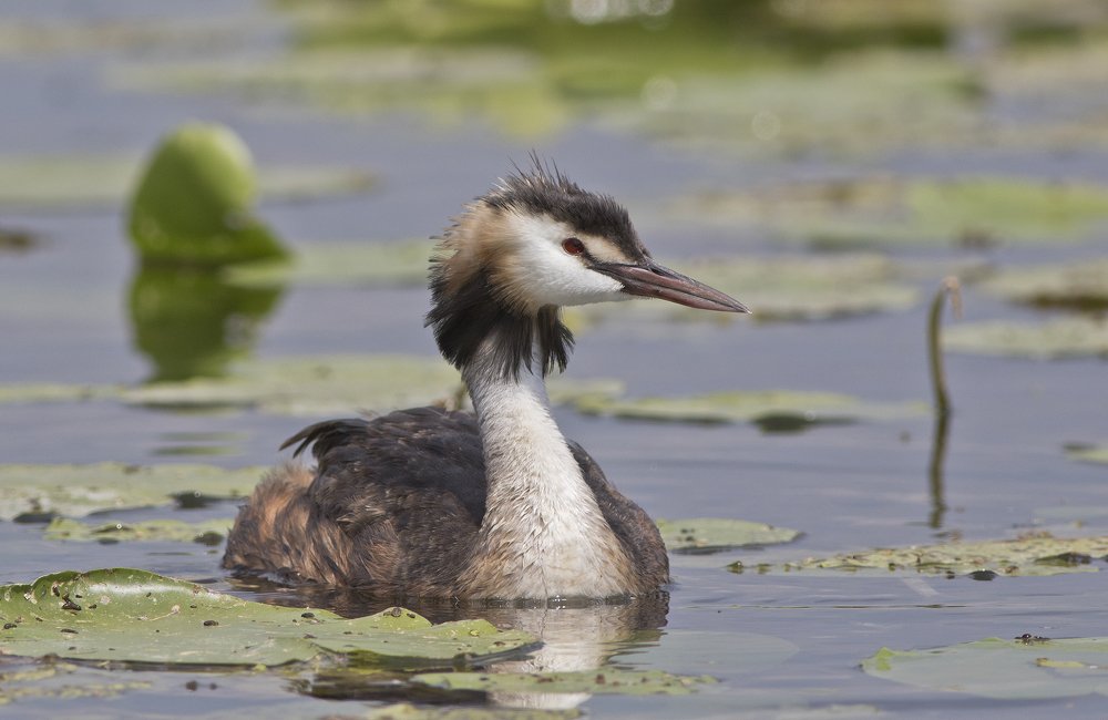Photograph by Сергей Алексеев