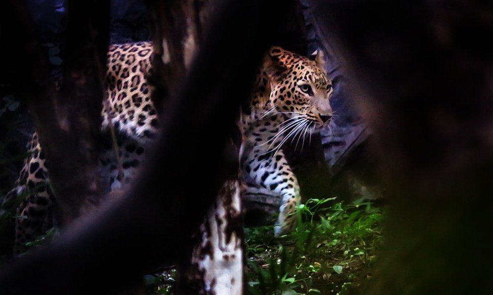 Фотография автора Pratik Chavan