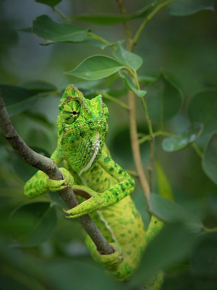 Chameleon
