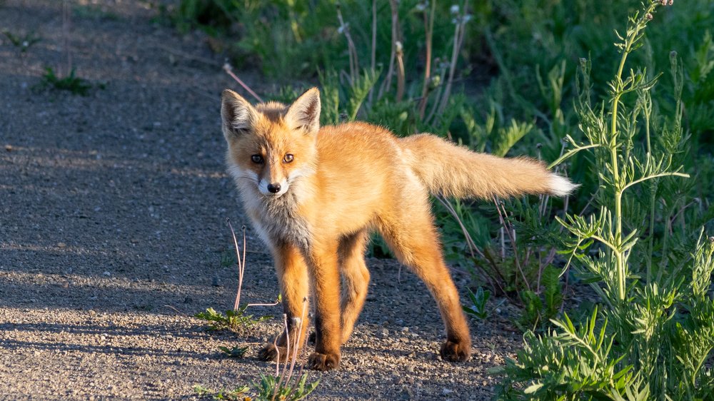 Photograph by crashfil