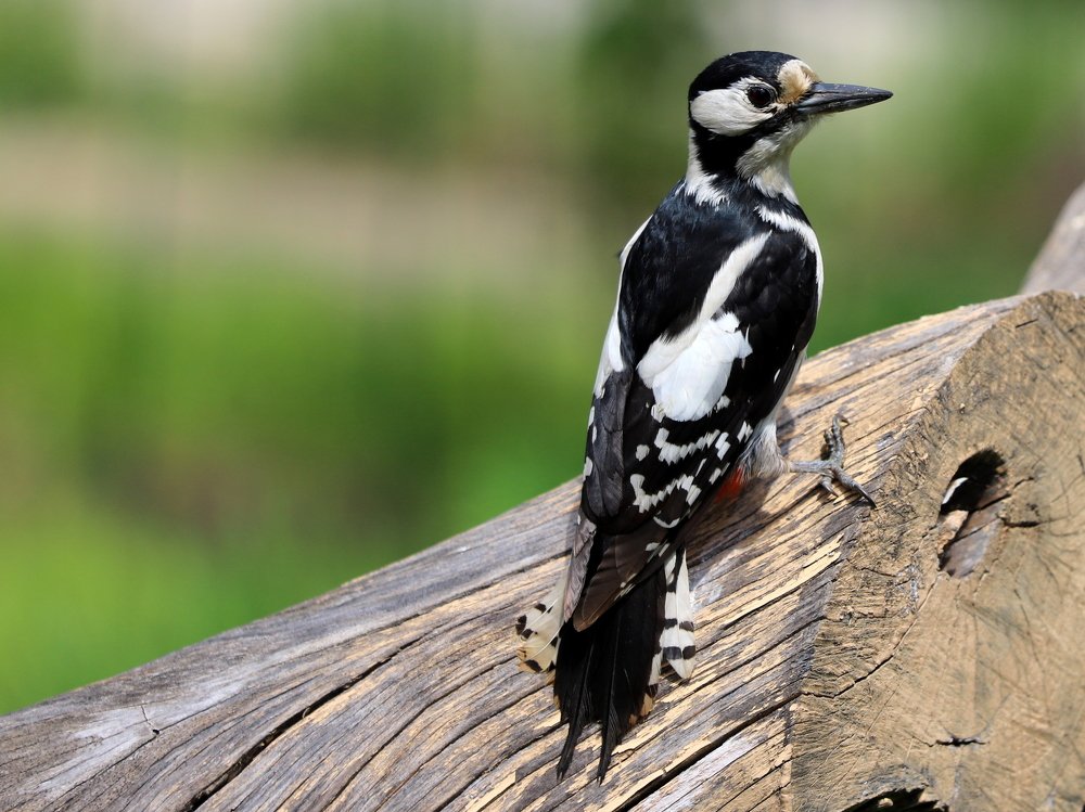 Лесная королевна