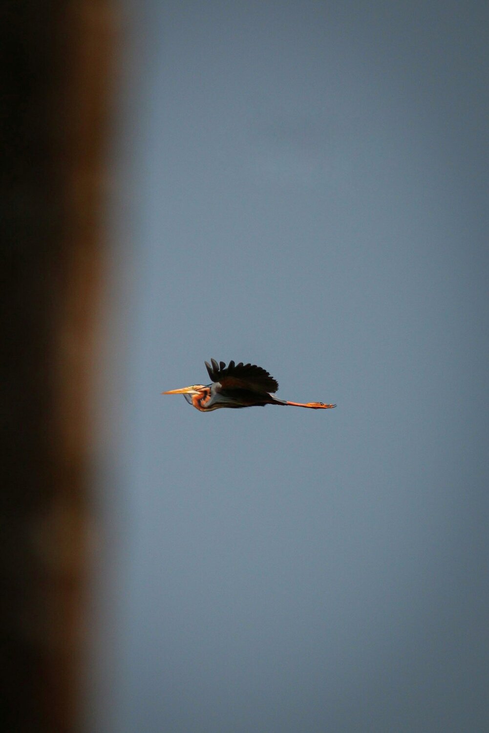Photo #4684637