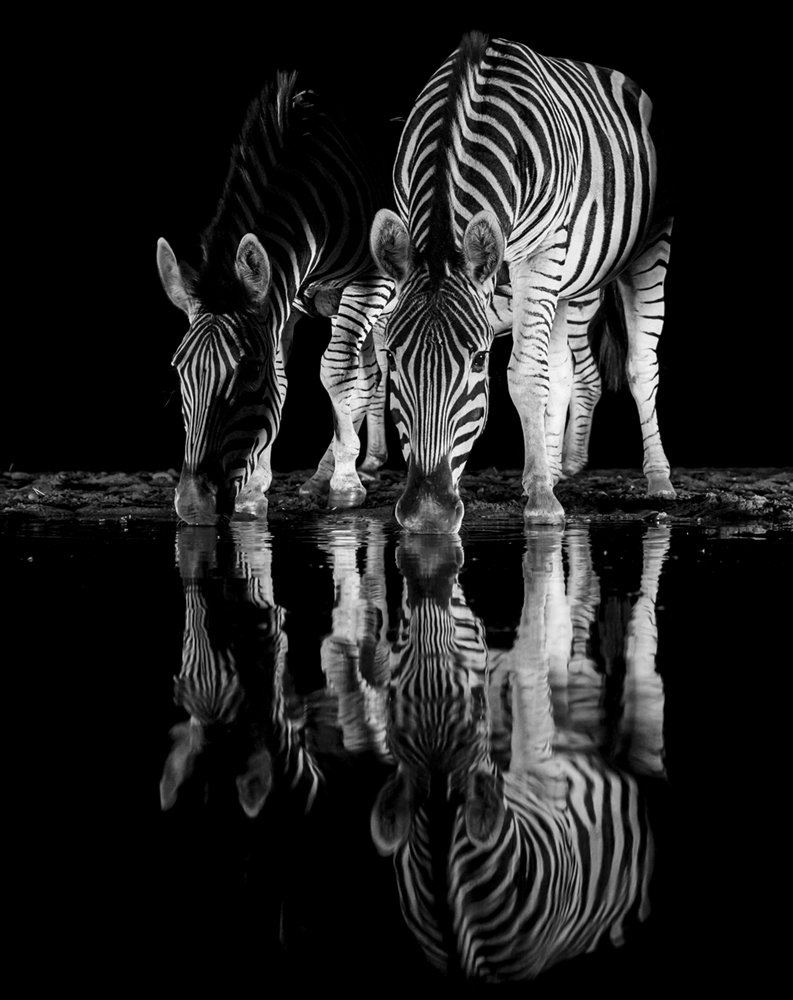 Two Zebras