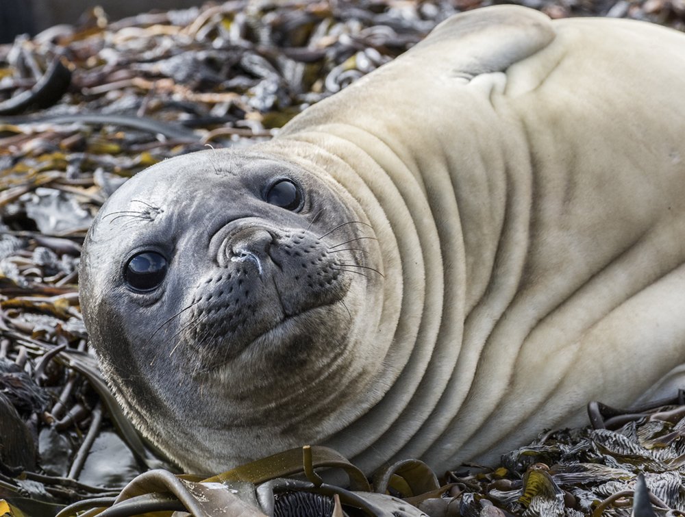 Elephant Seal