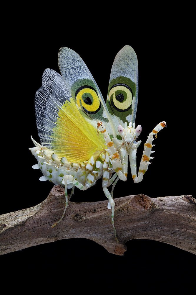 Pseudocreobotra wahlbergi