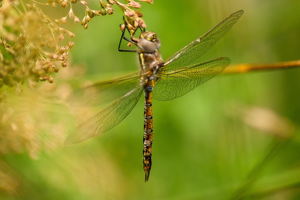Photograph by Carlos Barría