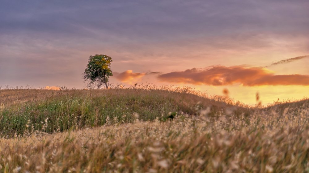 The stand alone tree