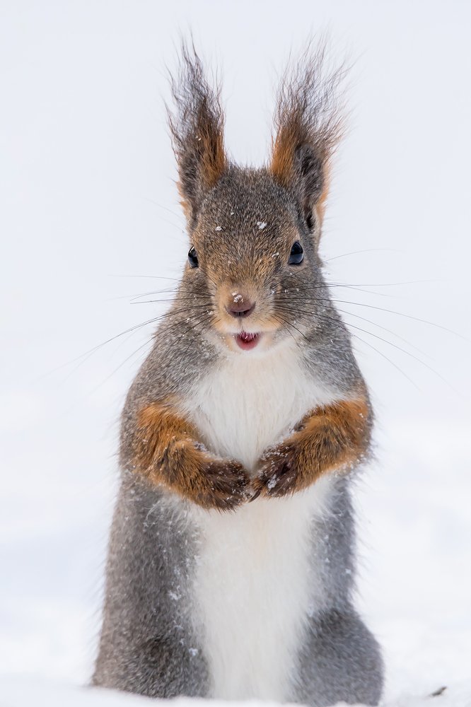 Photograph by Massimo Tamajo