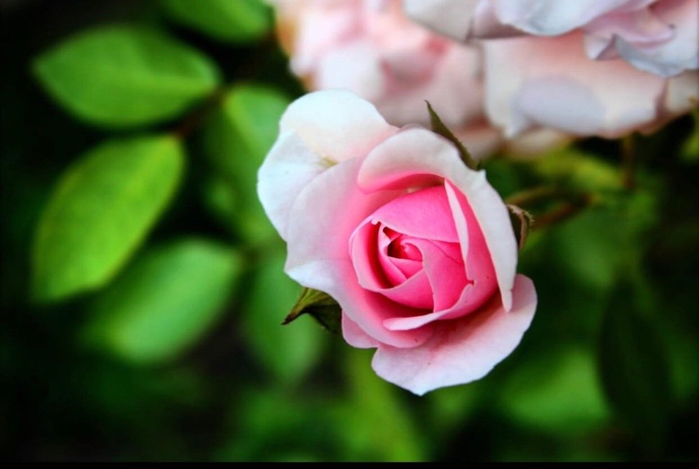 Photograph by Маргарита