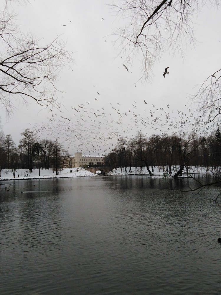 Photo #4685192