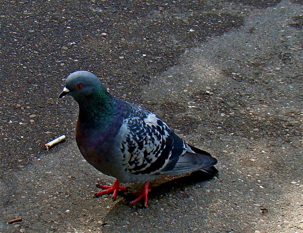 Голубь   -  сизоКРЫЛ!))